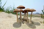 모래서 자라는 미기록 버섯 2종 첫 발견