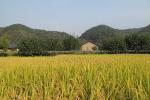 올해 쌀생산량 1.1% 감소한 418만4천톤
