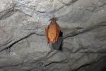 ‘황금박쥐’ 19년 만에 치악산서 다시 발견