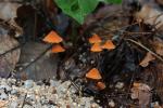 숲속 청소하는 애기낙엽버섯 발견