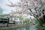 오카야마·히로시마로 떠나는 벚꽃 여행