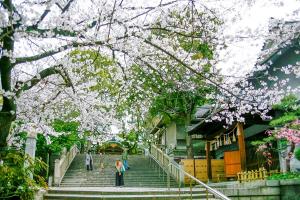 한국보다 반 박자 빠른 오사카의 봄