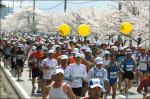 합천벚꽃마라톤 대회 3년 연속 1만 명 돌파