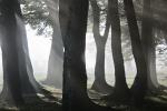 19세기 렌즈로 찍은 이해선의 신비한 숲 사진