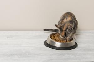 고양이 사망원인 2위 ‘비뇨기 질환’, 사료 선택 신중해야